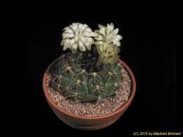 Gymnocalycium eytianum 131